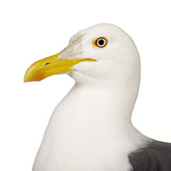 Herring Gull - Larus argentatus (3 years)