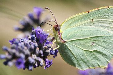 papillon vert