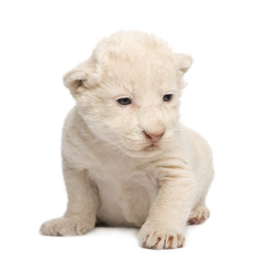 White Lion Cub (1 week)
