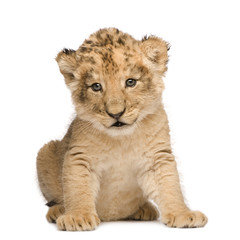Obraz premium Lion Cub (6 weeks)