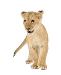 Obraz na płótnie Canvas Lion Cub (4 months)
