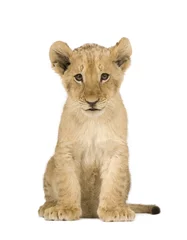 Crédence de cuisine en verre imprimé Lion Lion Cub (4 months)