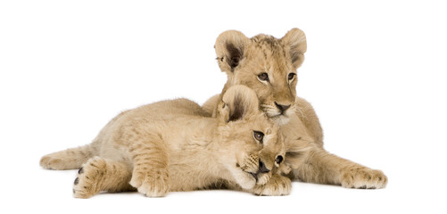 Obraz premium Lion Cub (4 months)