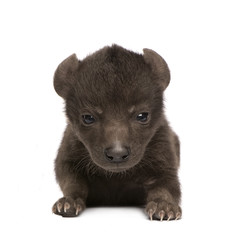 Hyena cub (6 days)