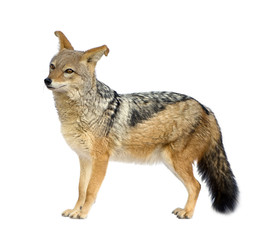 black-backed jackal - Canis mesomelas