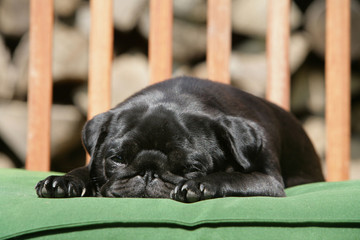 petit chien qui dort