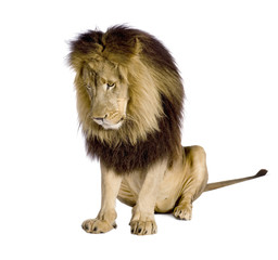 Lion (4 and a half years) - Panthera leo