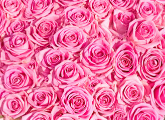 wedding pink bridal roses from above, from top