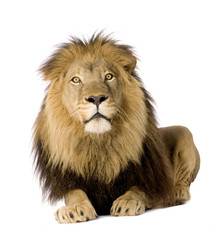 Lion (4 and a half years) - Panthera leo