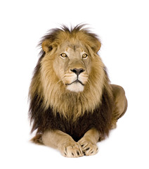 Fototapeta premium Lew (4 i pół roku) - Panthera leo