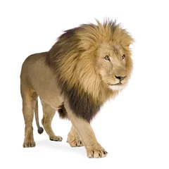 Photo sur Plexiglas Lion Lion (4 and a half years) - Panthera leo