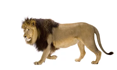 Crédence de cuisine en verre imprimé Lion Lion (4 ans et demi) - Panthera leo