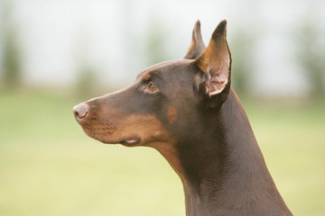 Dobermann