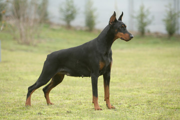 Dobermann