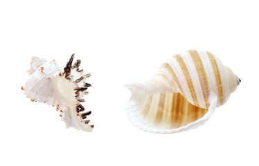 Obraz premium seashells