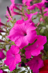 pink petunias