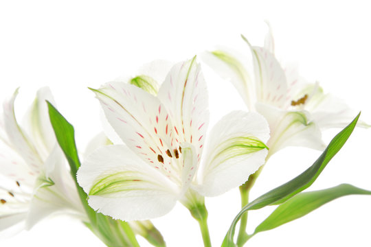 Alstroemeria flowers