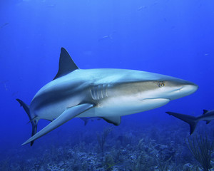 Obraz premium Caribbean Reef Shark
