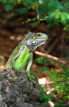 iguane 5