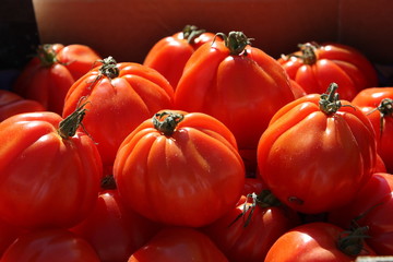 tomates
