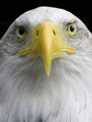 bald eagle