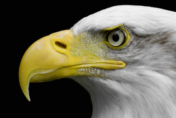 bald eagle