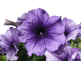 flower of petunia © hcast