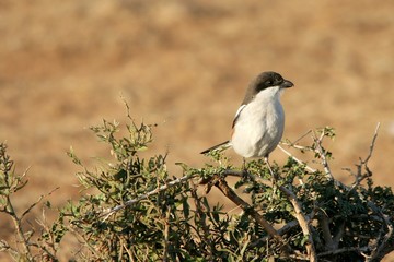Fiscal Shrike Female