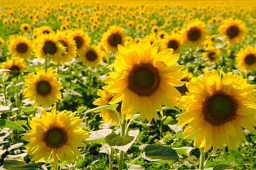 Fototapeta premium sunflower background