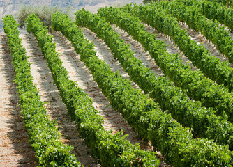 Fototapeta na wymiar rows of plants of grapevine in Sicily