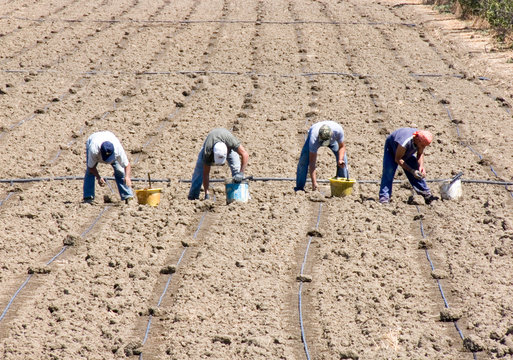 workers working in the field