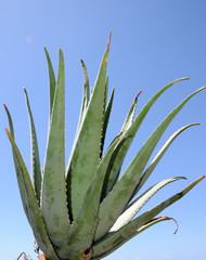 Aloe-vera