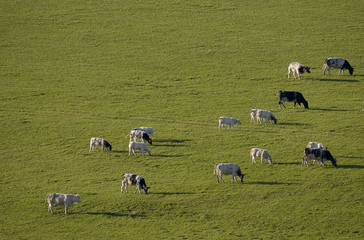 troupeau, vache