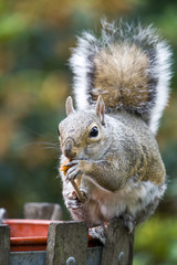 Obraz premium Squirrel