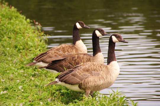 Canada geese at the waterfront