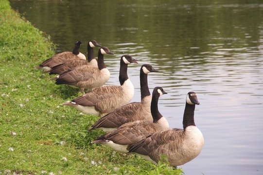 Canada geese at the waterfront