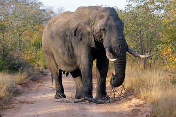Fototapeta na wymiar Słoń afrykański, Kruger National Park, Republika Południowej Afryki