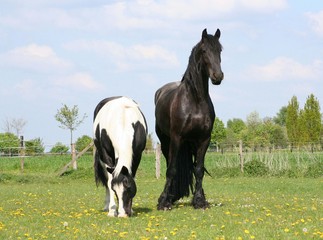 Obraz premium Freunde