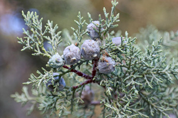 Cypress Cones