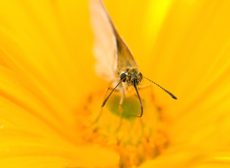 Butterfly on yellow flower