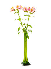 Colourful lilies isolated on the white background