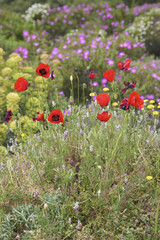 Blooming Corsica in the spring