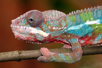 Fototapeta premium Chameleon