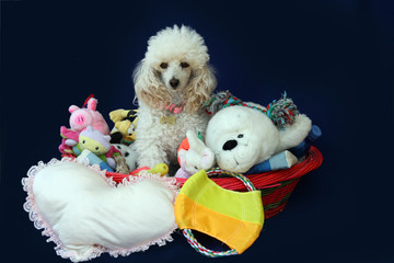 cagnolino bianco nella cesta dei giocattoli 1