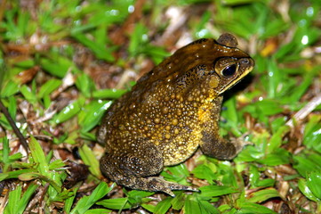 Grenouille 1