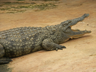 crocodile gueule béante