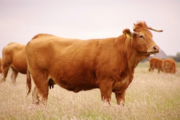Blonde Aquitaine cow
