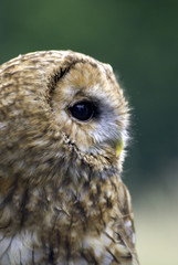 tawny owl