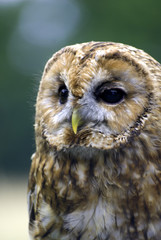 tawny owl