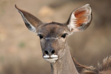Fototapeta premium Kudu Ewe Antelope